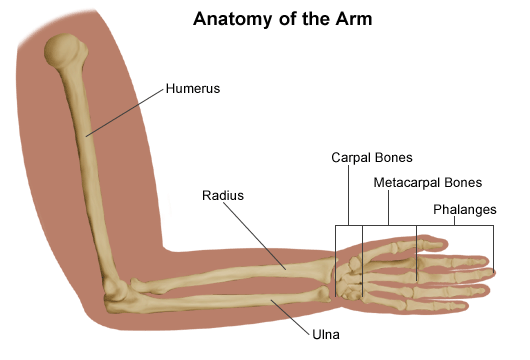Anatomy of the Arm